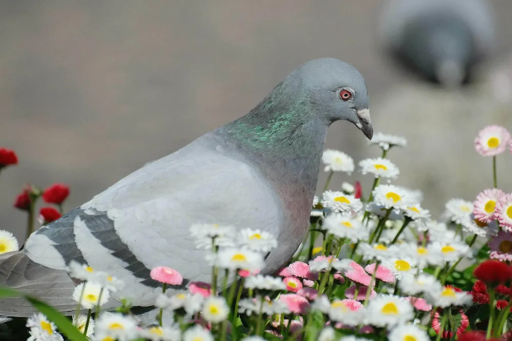 Traitement pigeon à Allez et Cazeneuve