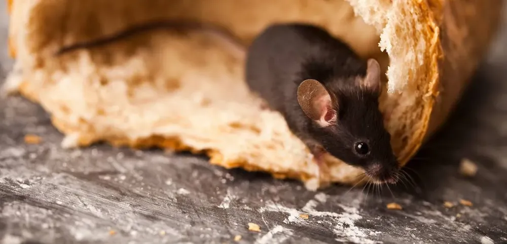 bg-souris