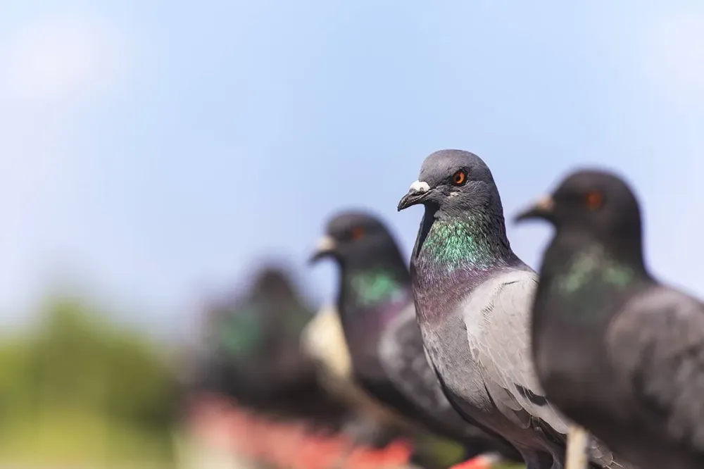 traitement-pigeon