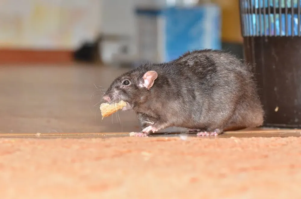 photo-lutter-contre-les-rats