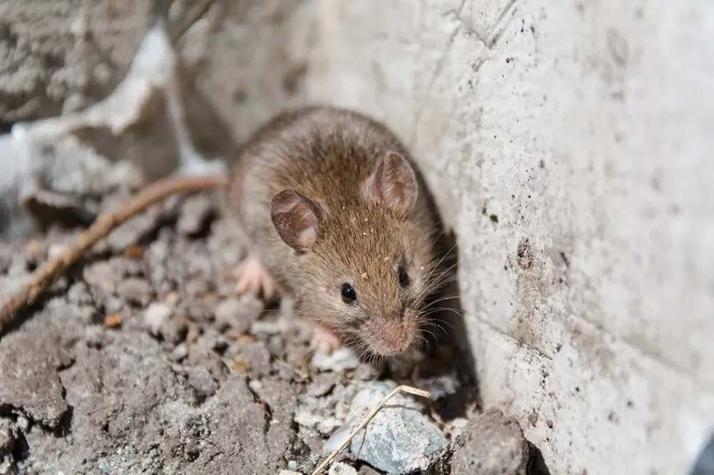 photo-lutter-contre-les-souris