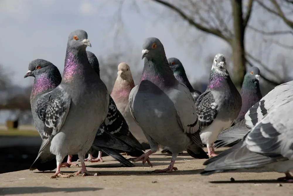 photo-comment-se-debarrasser-de-ces-nuisibles
